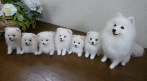 犬種 日本スピッツの紹介 犬の火葬